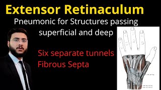 Extensor Retinaculum of Hand l Anatomy l Attachments l Surface marking l upper limb l compartments [upl. by Llednahc]