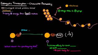 Chromatin Remodeling in Eukaryotes [upl. by Weight]