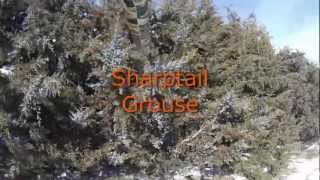 South Dakota Sharptail Grouse [upl. by Essyle]