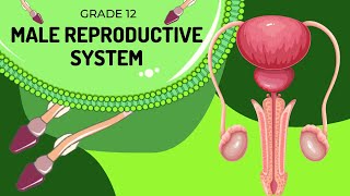 Pathway of Sperm  Male Reproductive System [upl. by Davide]