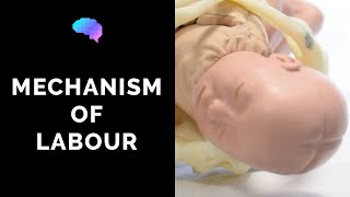 Mechanism of Labour amp Fetal Positions  OSCE Guide  UKMLA  CPSA [upl. by Cheston]