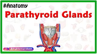 Anatomy of Parathyroid Glands Animation  Location Blood supply Nerve supply Histology [upl. by Aralk]