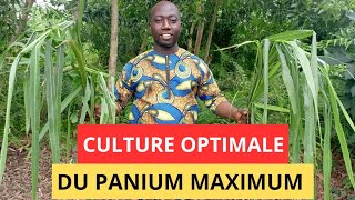 Technique de culture optimisées pour le panicum maximum [upl. by Hare497]