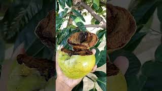 black sapote fruit Mexican black sapote fruit like chocolate pudding jazz music fypp shorts [upl. by Odette]