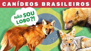 Os canídeos brasileiros  Brasil tem lobo e não é o LoboGuará [upl. by Sarat]