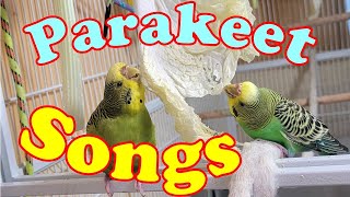 10 Hr Help Quiet Parakeets Sing by Playing This Cute Budgies Chirping Reduce Stress of lonely Bird [upl. by Arahahs]