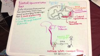 Ventral Spinocerebellar Pathway Tutorial [upl. by Yesor]