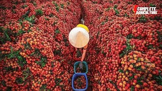 How To Grow 69 Millions Of Litchi 🌱🍓Amazing Lychee Harvesting Agriculture Technology  lychee farm [upl. by Mensch]