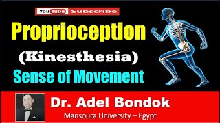 Pathway of Proprioception Kinesthesia Dr Adel Bondok [upl. by Notsgnik]