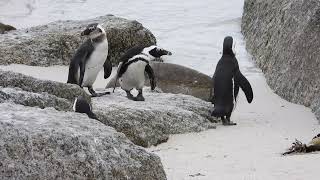 Penguins Boulders Beach [upl. by Ziana442]