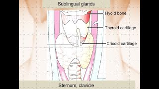 KORNeck US anatomy1sublingual gland vallecula pyriform sinus and parathyroid glands [upl. by Aicinod779]