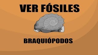 Braquiópodos  brachiopoda   Ver Fósiles [upl. by Yffat575]