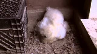 Silkie Chickens Update  3 Broody Hens [upl. by Arihay712]