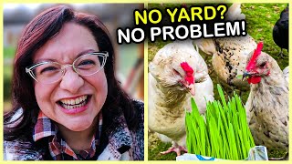 What I Wish I Knew BEFORE Getting Backyard Chickens [upl. by Andy882]