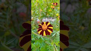 Tagetes tagetes flowers flower flowergarden [upl. by Ekud99]