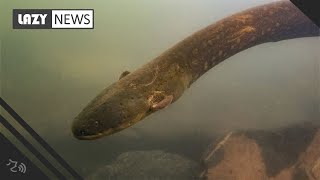 World’s most powerful electric eel discovered can generate 860volt shock [upl. by Caz]