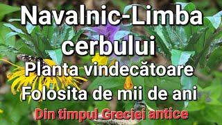 Limba CerbuluiPlanta ce vindeca FiereaRinichiiPlamaniiBeneficii [upl. by Kemp]