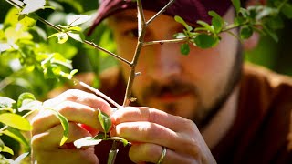 Beating Buckthorn [upl. by Aidni]