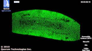 WaveFX  Drosophila 17h Embryo Development [upl. by Ecinev854]