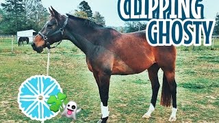 HOW TO IRISH CLIP YOUR HORSE [upl. by Lew]