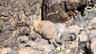 Viscacha Lagidium viscacia [upl. by Anelleh]