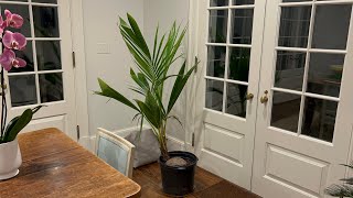 Coconut palm update [upl. by Lynette121]