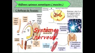 système nerveux les types des arcs de reflexe [upl. by Fry490]