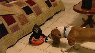 Basset Hound Halloween Scare [upl. by Windy]