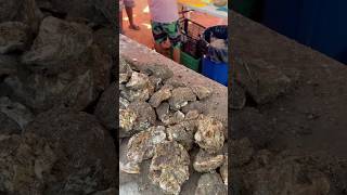 Ostiones de piedra en Mazatlán [upl. by Ocsisnarf]