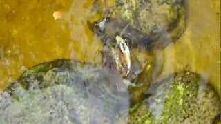 Blue Claw Crab at Loxahatchee River Jupiter Fl wwwkayakinglooncom [upl. by Adnilab]