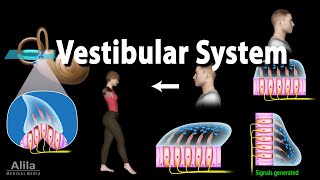 The Vestibular System Animation [upl. by Levison]