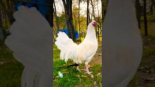 american kelso😱 music rooster chicken [upl. by Rivard]