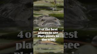 4 Of The Best Places To See Platypuses In The Wild  Australian Wildlife Journeys [upl. by Nissa]