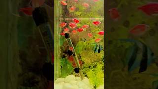 Pink fish 🐠🐋🐟fiahing aquarius aquarium water shorts fish shortvideo trend [upl. by Nnaegroeg553]