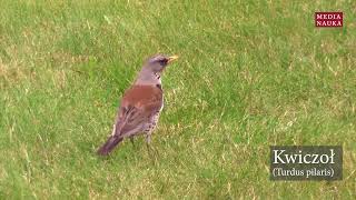 Kwiczoł Turdus pilaris [upl. by Dyson]