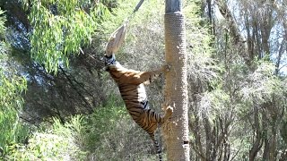 Sumatran Tiger Climbs 45 Metre Pole to Eat Dinner [upl. by Aryajay666]