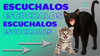 GATOS MAULLANDO compilación de los maullidos más asombrosos [upl. by Aniloj]