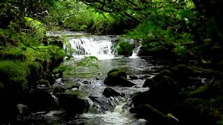 Relaxing Waterfall Nature SoundsNatural music of Birds ChirpingSleeping Bird Sound Meditation [upl. by Marbut]