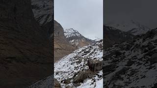 Manali snow ⛄️ point views likeandsubscribe snowmanali youtubeshortsviralshort [upl. by Liponis]