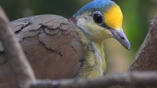 Closeup Sulawesi GroundDove [upl. by Bergen]