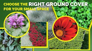 10 SMALL SPACE GROUND COVERS FOR SUN OR SHADE [upl. by Eppilihp]