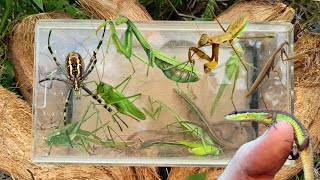 Catch praying mantises katydids spiders longtailed grass lizards [upl. by Lek]