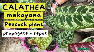 Calathea Makoyana  Peacock Prayer Plant  Propagation and Repotting [upl. by Ccasi161]