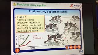 KS4GCSEBIOLOGYEcologyPredtor prey population graphs [upl. by Delbert809]