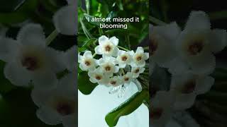 Experience the Magic Hoya Rotundifloras 12Hour Bloom Captured in Time Lapse [upl. by Ronacin581]