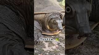 Aaj Hamare ghar aaya turtle 🐢shorts youtubeshorts turtle [upl. by Mihcaoj959]