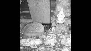 Hoglet Joins Mother for Dinner What Happens Next is Adorable [upl. by Given]