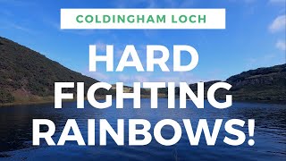 Coldingham Loch  Hard Fighting Rainbows Stillwater Fly Fishing [upl. by Disharoon]