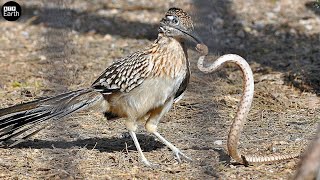 Roadrunner Fight Rattlesnake  ATP Earth [upl. by Oberheim355]