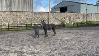 Natural Horsemanship Teaching a young Percheron x Welsh groundwork basics with Tilly [upl. by Adnorrahs]